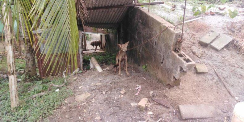 El coyote que se encontraba en cautiverio en una residencia del sector de Nuevo Méjico.