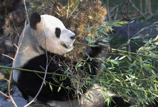 Presentan pandas gigantes que China prestó a zoológico escocés
