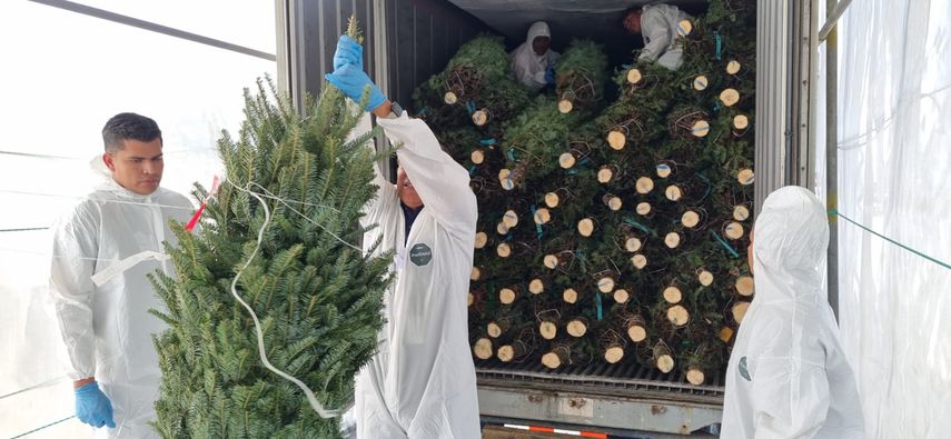 Empiezan a llegar al país los árbolitos de Navidad naturales.
