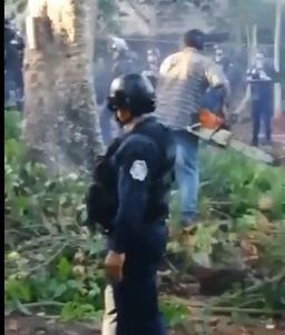 Banfield: Tala de árboles en Brooklincito es ilegal, Miviot responde