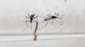 Ecuador confirma 22 casos de zika