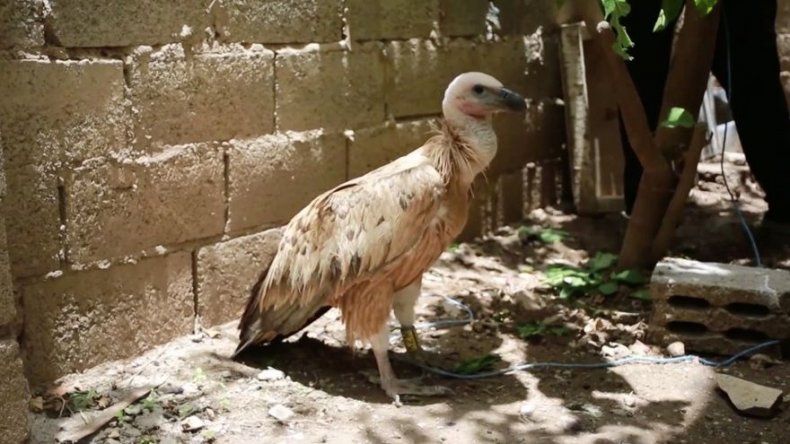 Nelson, un buitre sospechoso de espionaje en Yemen