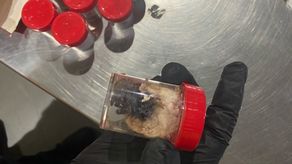 La aduana alemana descubre 1,500 arañas en envases de galletas.