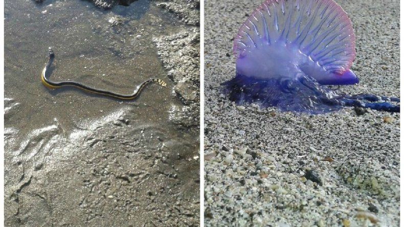Miambiente advierte sobre especies venenosas en costas panameñas