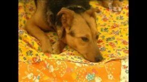 Perro alimenta a cachorro de león huérfano en el zoológico