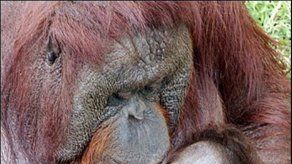 Conferencia de la ONU abordará biodiversidad en Bonn