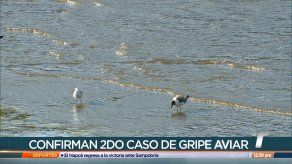 Reportan nuevo caso de gripe aviar en Panamá