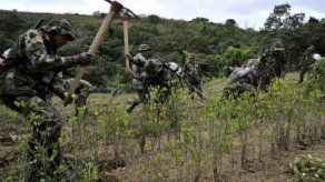 Bolivia logra reducción de sus cocales sin intervención de la DEA