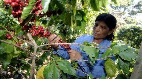 Exportación de café guatemalteco crece 3