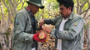 Trasladan iguanas terrestres en Galápagos ante escasez de alimento