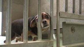El confinamiento hace aumentar las adopciones de animales en Bélgica