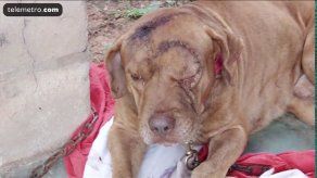Pit bull fue atacado con machete tras pelea con perro del vecino