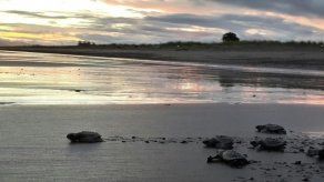 Conozca  Isla Cañas