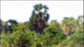 Soldados y separatistas mueren en combate en Sri Lanka