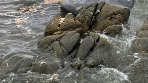 Tras una semana de esfuerzos, 111 de esas ballenas fueron rescatadas, pero las demás murieron.