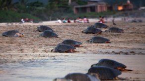 Las tortugas pueden nadar más de cien kilómetros para regresar a casa