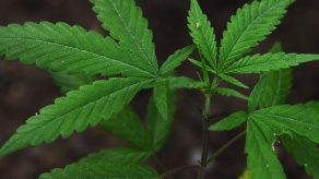 Gobierno mexicano propugna regulación equilibrada del uso de la marihuana