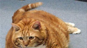 Gata de casi 19 kilos busca nuevo dueño en Texas
