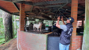 Animales en Cerro Azul Animales en Cerro Azul