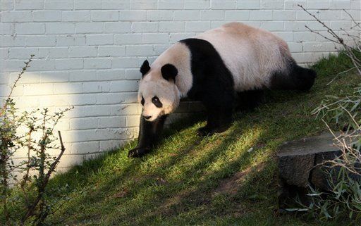 Organizan cita de amor a única pareja de pandas de Gran Bretaña