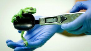 El croar de una especie de ranas atrae a los murciélagos predadores