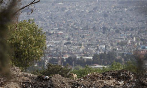 México: muertes achacadas a perros causan debate
