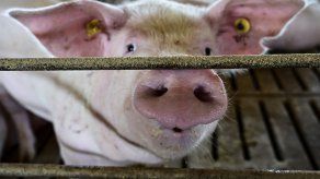 La peste porcina africana (PPA) amenaza a miles de porcicultores de República Dominicana.