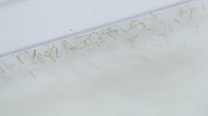 Liberarán cientos de mosquitos transgénicos para combatir dengue en Panamá
