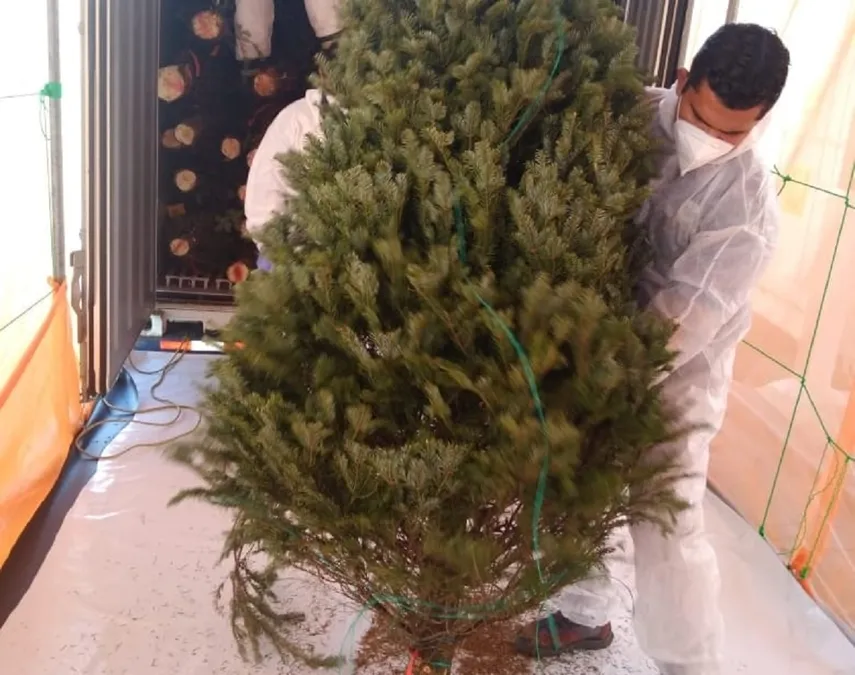 Etesa promueve su campaña de reciclaje de arbolitos para el 2024 Etesa promueve su campaña de reciclaje de arbolitos para el 2024