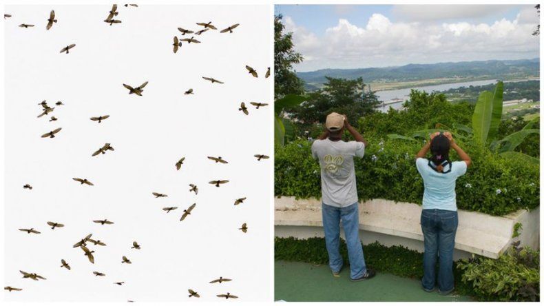 ¿Por qué se realizan conteos de aves playeras y rapaces en Panamá?