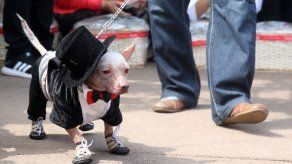 El Perro Sin Pelo del Perú deja atrás años de discriminación y estigma