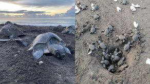 Vistas de tortugas marinas.&nbsp;
