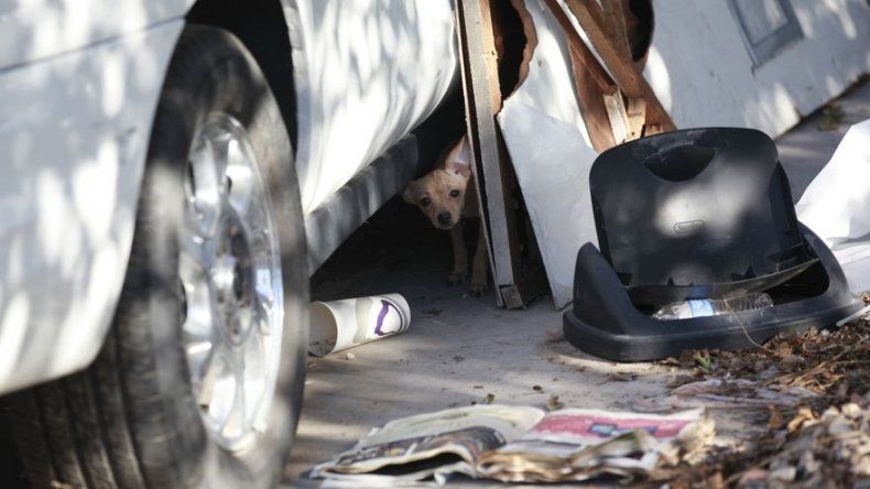 Mueren 41 perros en incendio en Las Vegas