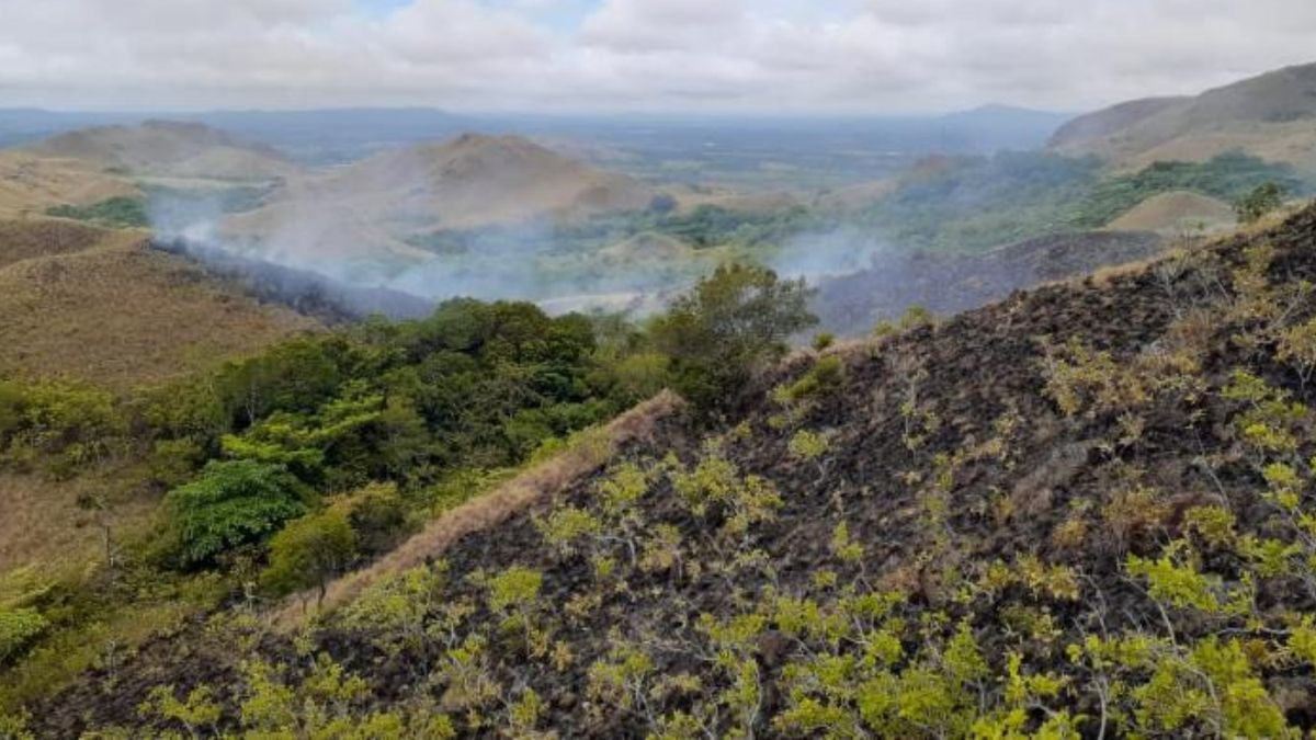 30 Hectáreas De Reserva Hídrica De Coclé Afectadas Por Incendio Forestal