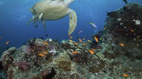 El parque marino gestiona la red de más de 2.500 arrecifes que cubren 348.000 kilómetros cuadrados (134.000 millas cuadradas) de lecho marino frente a la costa noreste de Australia.