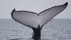 Iniciativa busca proteger a las ballenas jorobadas a través de la fotografía