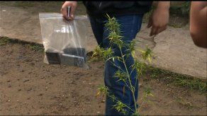Encuentran planta de marihuana durante operativo en San Miguelito