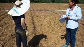 Encuentran a menores realizando trabajo infantil en Veraguas Encuentran a menores realizando trabajo infantil en Veraguas