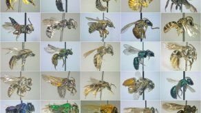 Panamá lanza proyecto Biobanco para estudio de compuestos de posible uso médico y agrícola