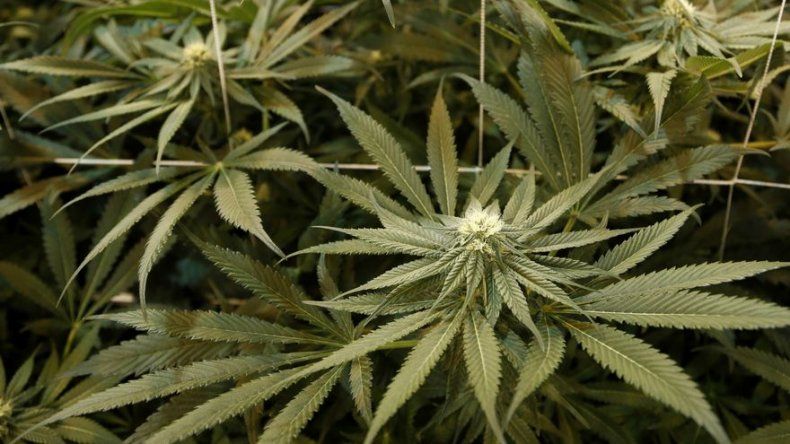 Nueva Jersey considera legalizar marihuana recreativa