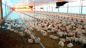 Avanzan diálogos entre Panamá y China para exportación al país asiático