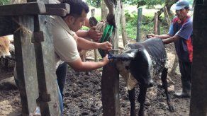Médicos veterinarios suspenden orden de paro total tras aprobación de proyecto de ley