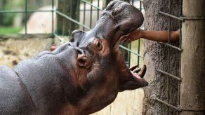 Arca de Noé busca salvar un zoológico herencia del narcotráfico en Honduras