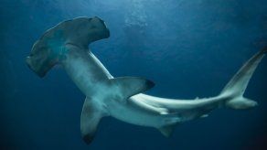 Ilustrativa Dreamstime