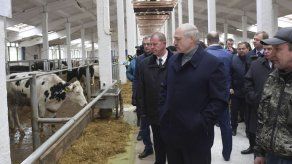 Presidente bielorruso despide a gobernador por vacas sucias