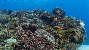 Arrecife de coral en México.