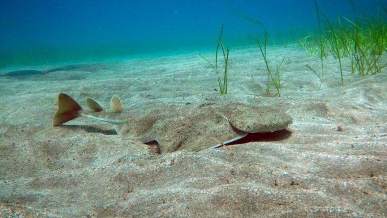 La mitad de tiburones y rayas del Mediterráneo amenazados de extinción