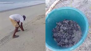 MiAmbiente informó sobre la aprehensión de un hombre que recogía tortugas recién nacidas. MiAmbiente informó sobre la aprehensión de un hombre que recogía tortugas recién nacidas.