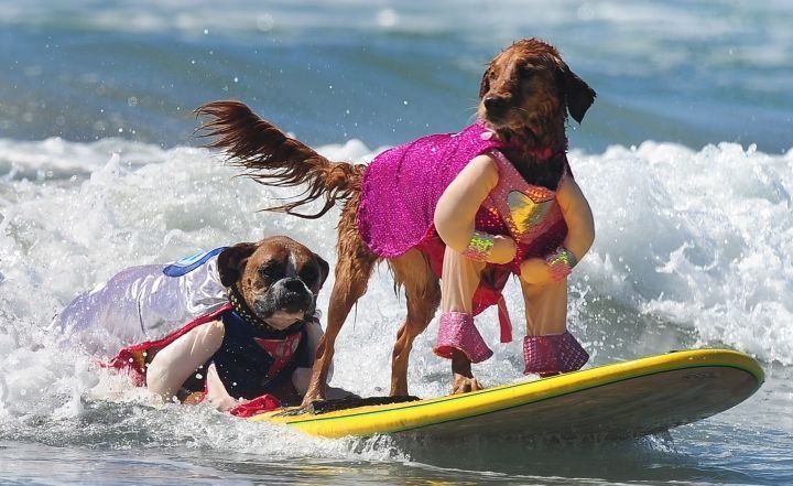 Concurso Anual de Perros Surfistas