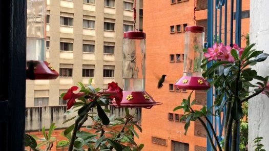 Caracas, edén de los colibríes